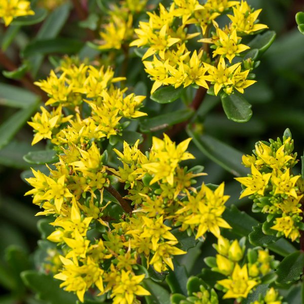 Yellow Diamonds accent plant
