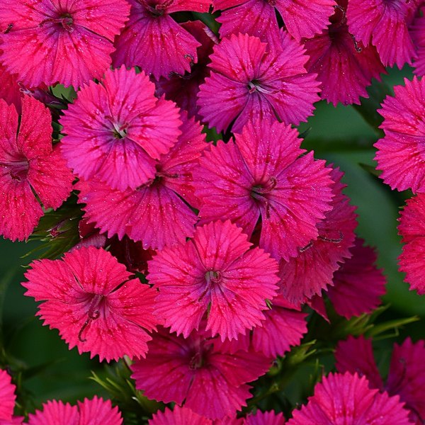 Cherry annual