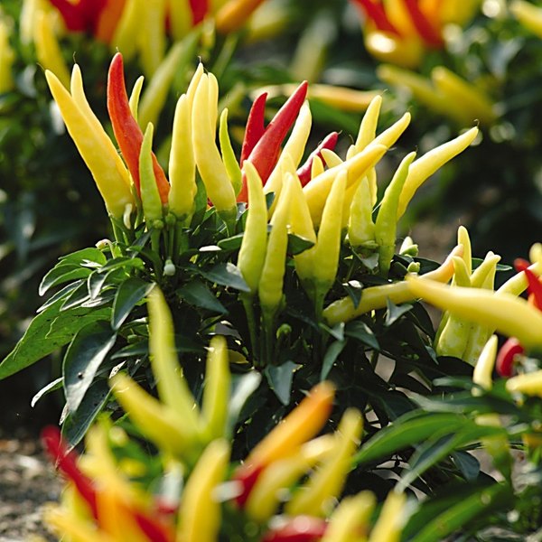 Chilly Chili annual