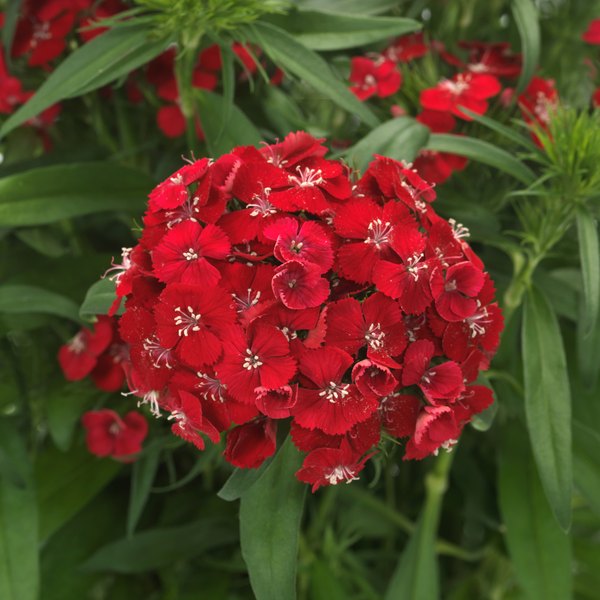 Red annual