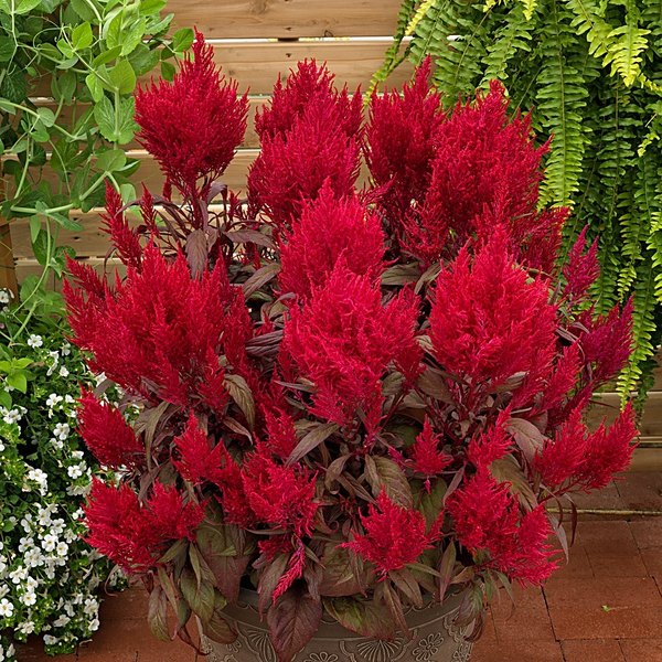 Dragons Breath annual