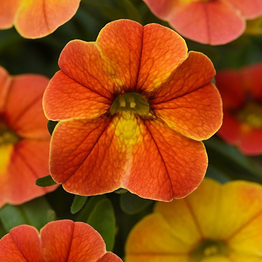 Conga Diva Orange calibrachoa