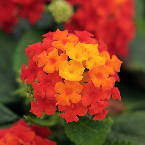 Red annual