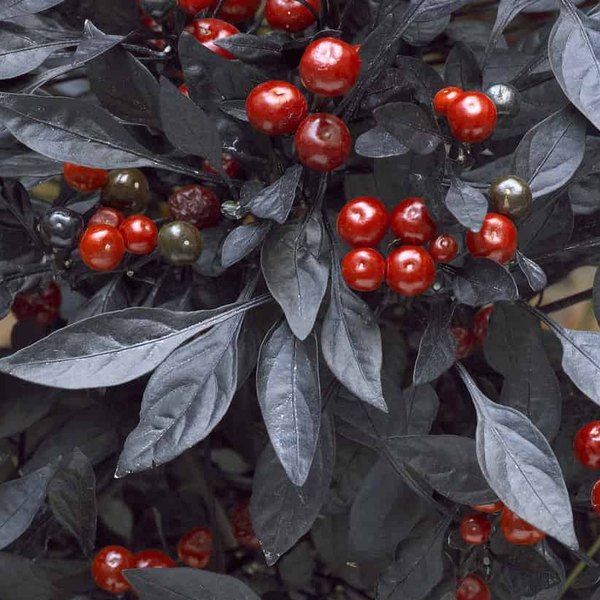 Onyx Red annual