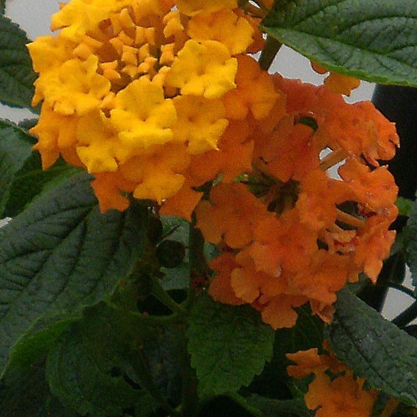 Orange annual