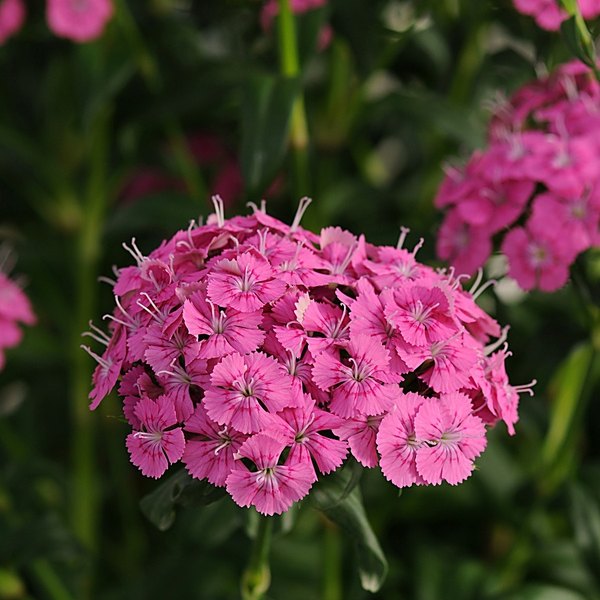 Pink annual