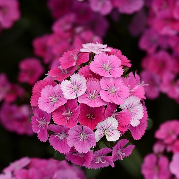 Pink Magic annual