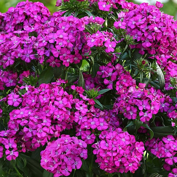 Purple annual