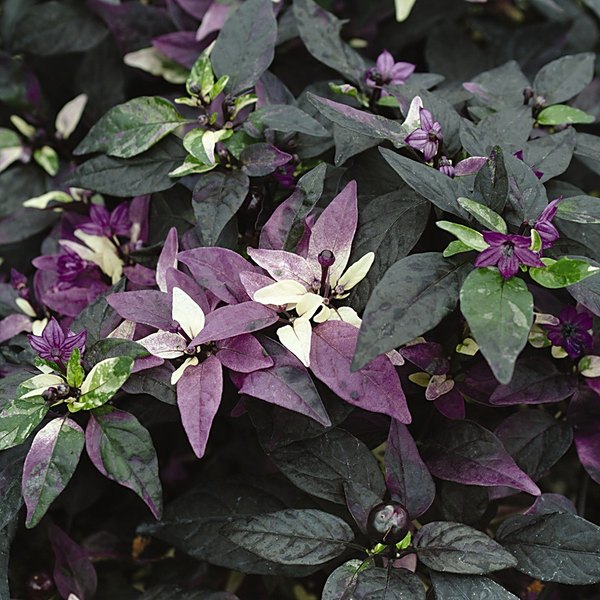 Purple Flash annual