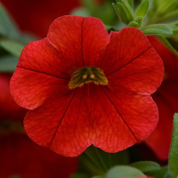 Red annual
