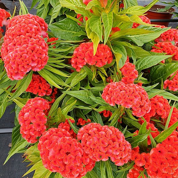 Twisted Orange Bright annual