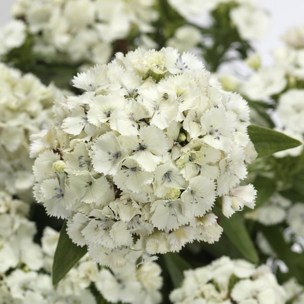 White annual