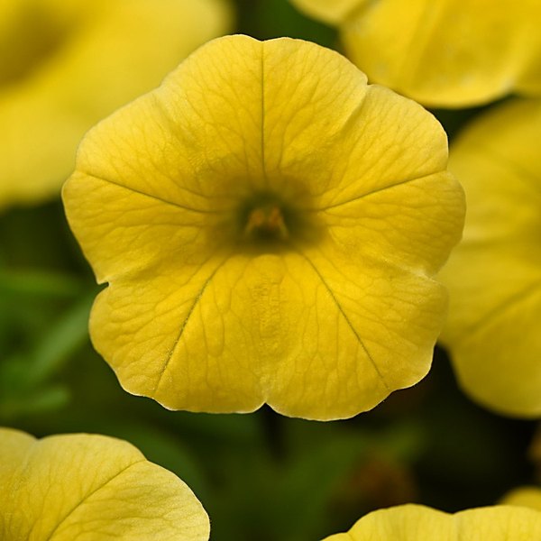 Yellow annual