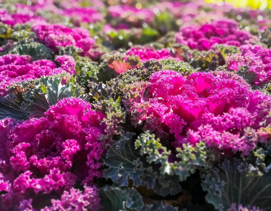 Ornamental cabbage Glamour Red