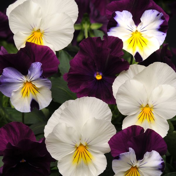 Berries 'N Cream Mix spreading pansy