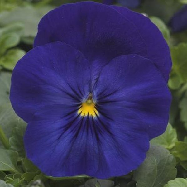 Blue spreading pansy