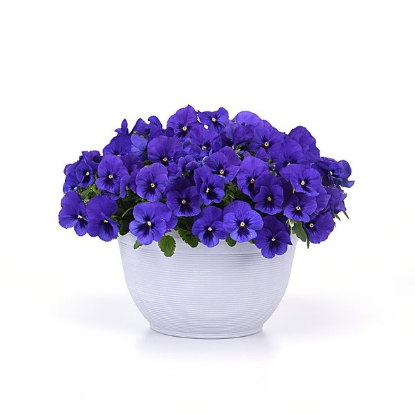 Blue Blotch spreading pansy