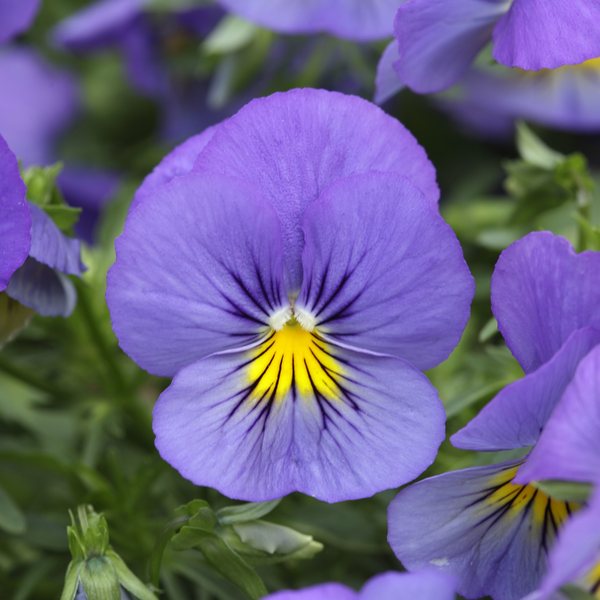 Blue Skies spreading pansy