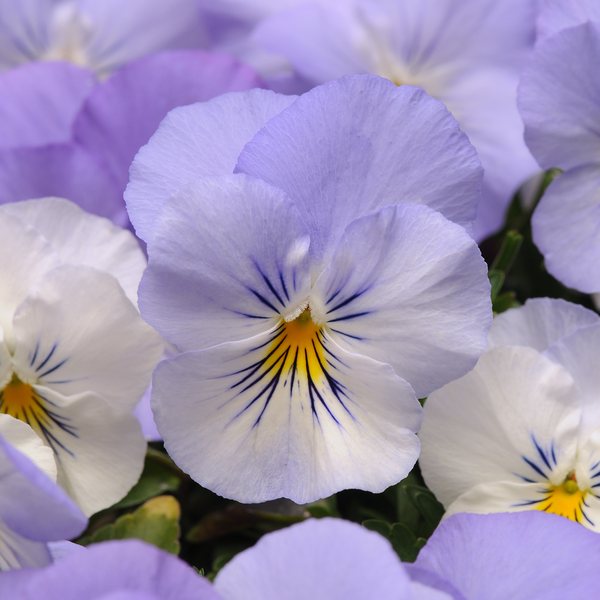 Frost spreading pansy