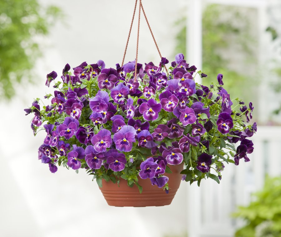 Cool Wave hanging basket