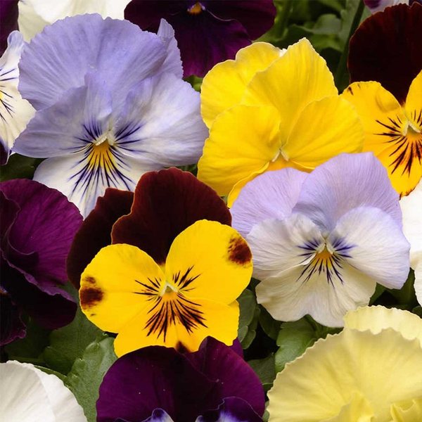 Mix spreading pansy