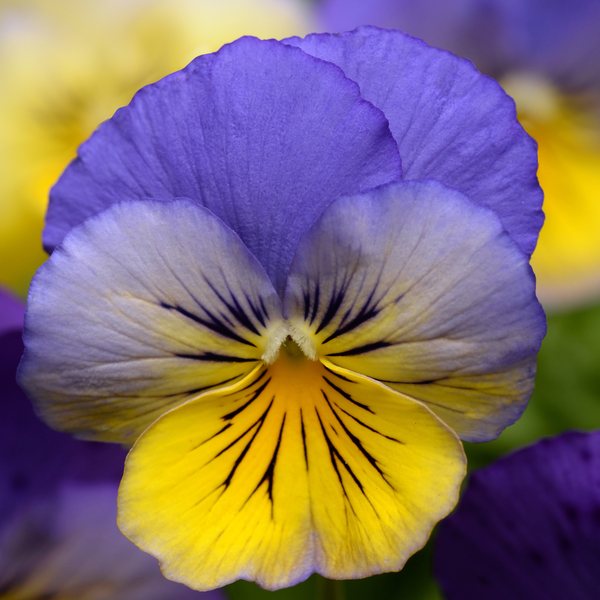 Morpho spreading pansy