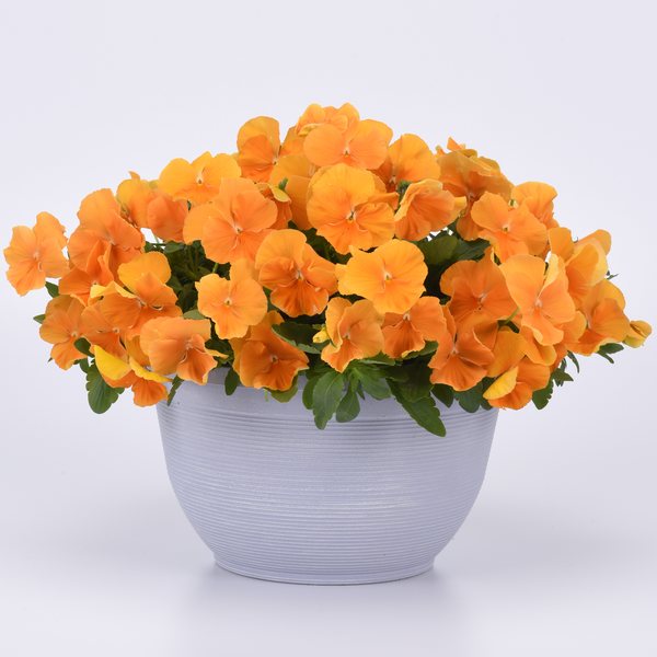 Orange spreading pansy
