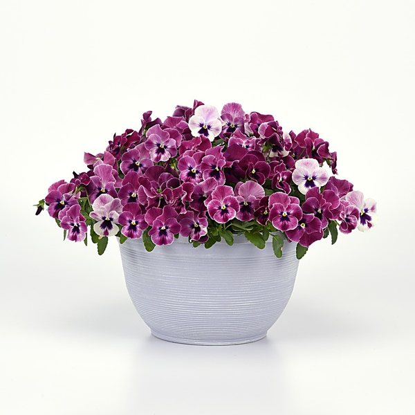Pink Shades spreading pansy