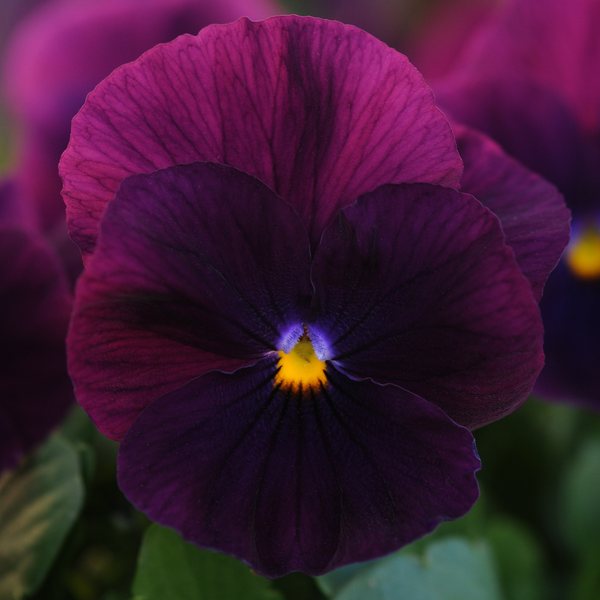 Purple spreading pansy