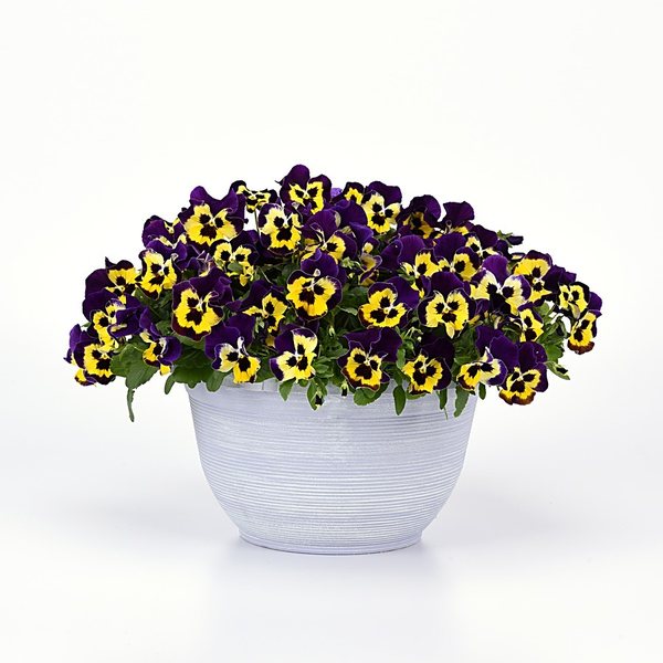 Purple Sunburst spreading pansy