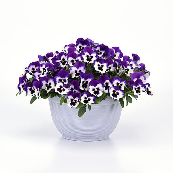 Purple White spreading pansy