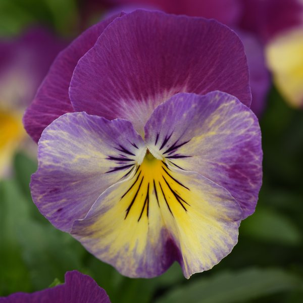 Raspberry Swirl spreading pansy