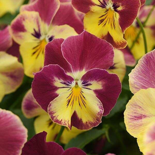 Strawberry Swirl spreading pansy