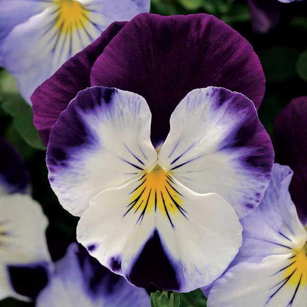Violet Wing spreading pansy