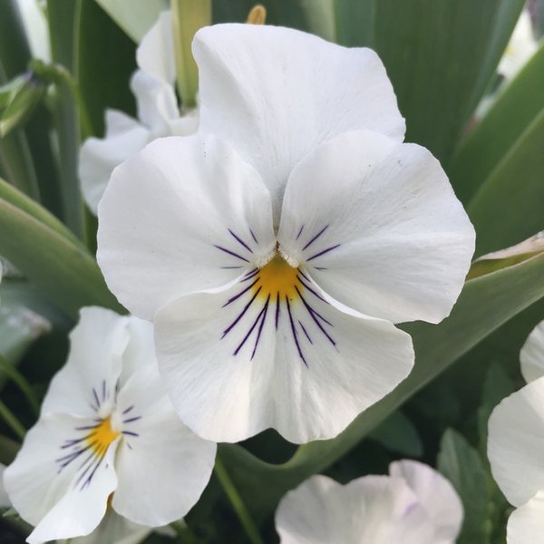 White spreading pansy
