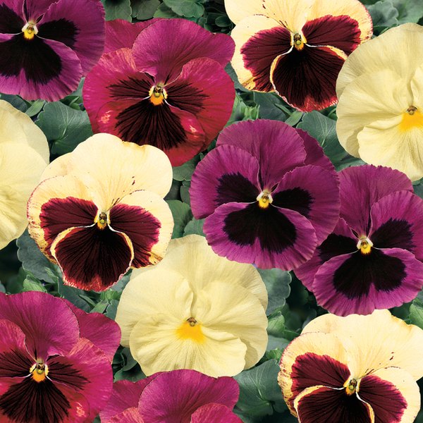 Apple Cider pansy