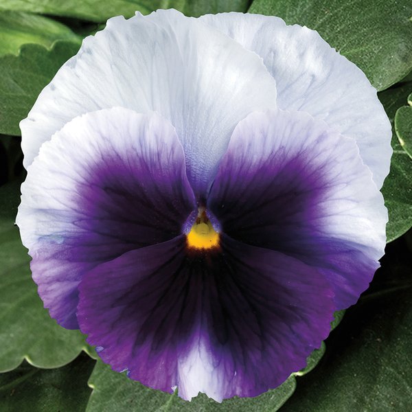 Beaconsfield pansy