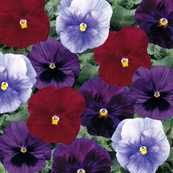Berry Tart pansy