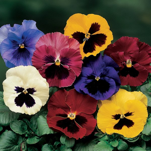 Blotched pansy