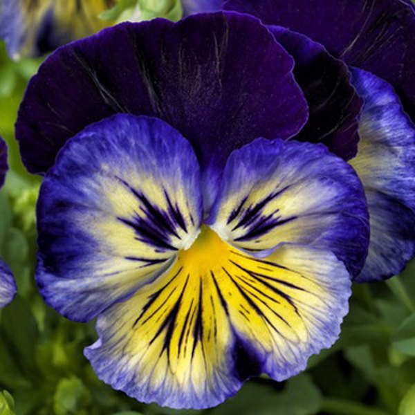 Blue Morpho pansy