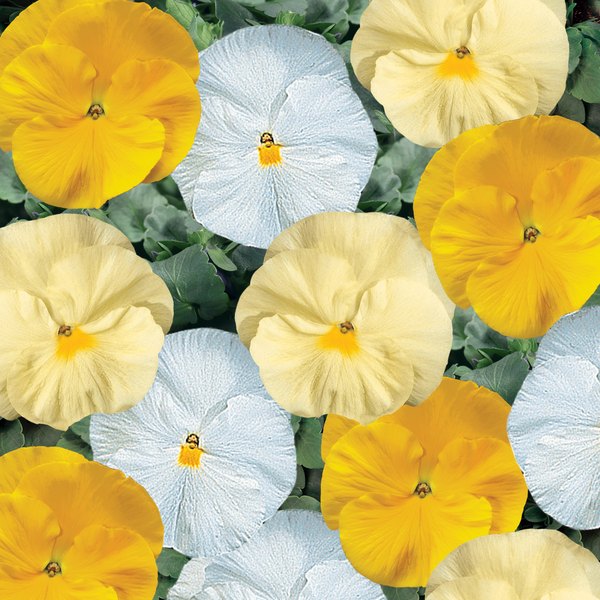 Buttered Popcorn pansy