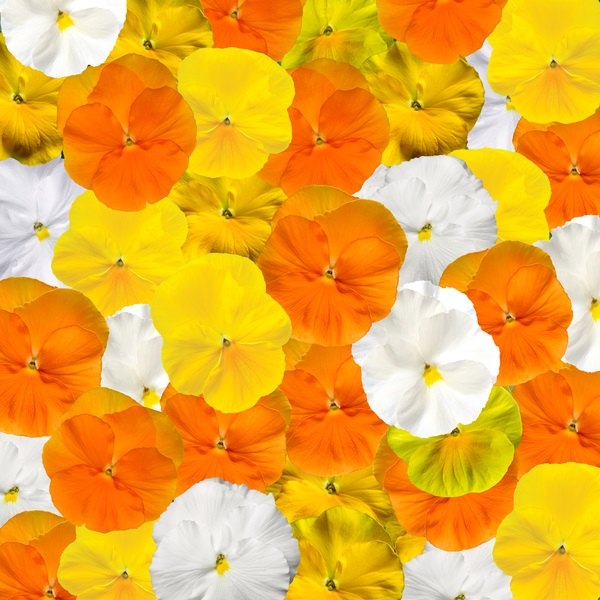 Citrus pansy