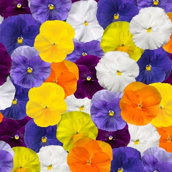 Clear Colors pansy