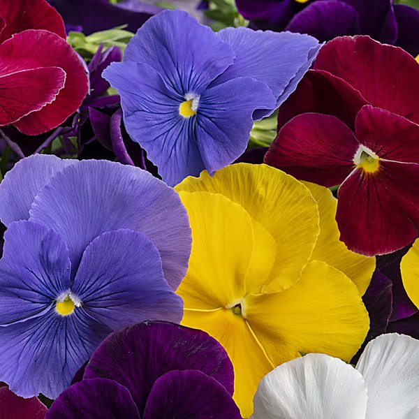 Delta Pansies