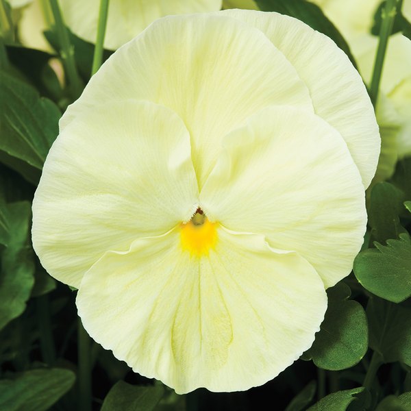 Clear Lemon pansy