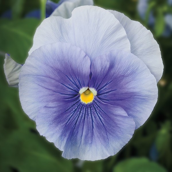 Clear Light Blue pansy