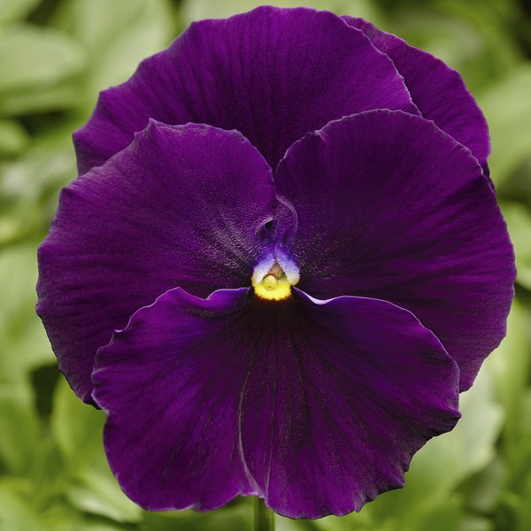 Clear Violet pansy