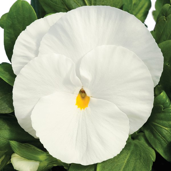 Clear White pansy