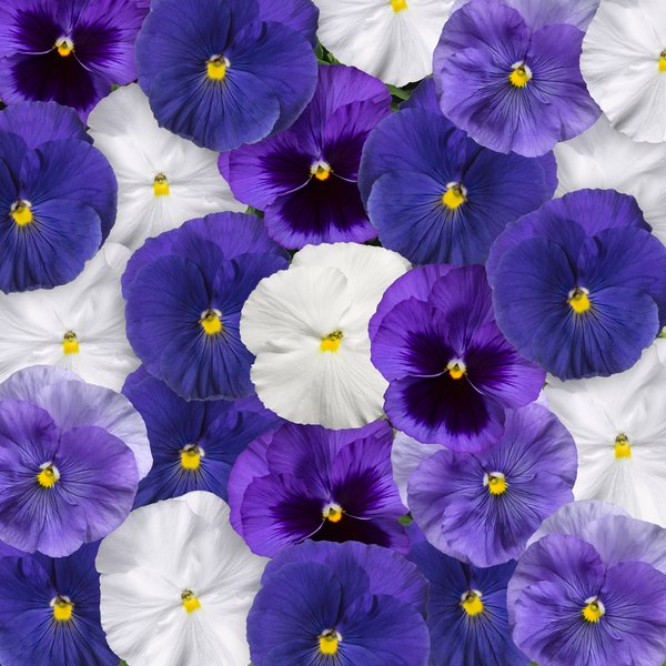 Cool Waters pansy