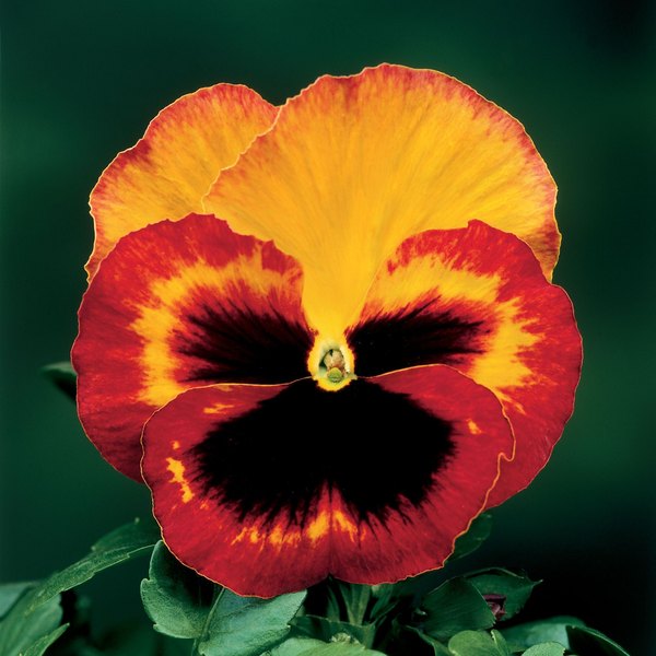 Fire pansy